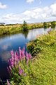 Flowers beside the Owenea river, Co. Donegal